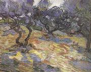 Vincent Van Gogh Olive Trees:Bright Blue Sky (nn04) Spain oil painting artist